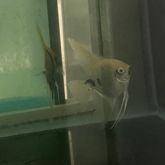 the-fish-farm Angel Fish Angelfish Breeding Pair - These Only - Two Fish - Pair 1 Buy a Breeding Pair of Angel Fish from The Fish Farm 