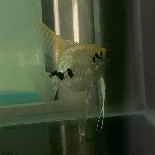 the-fish-farm Angel Fish Angelfish Breeding Pair - These Only - Two Fish - Pair 1 Buy a Breeding Pair of Angel Fish from The Fish Farm 