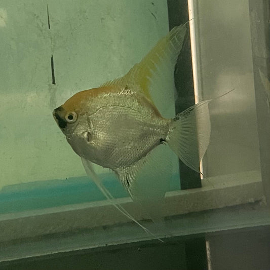 the-fish-farm Angel Fish Angelfish Breeding Pair - These Only - Two Fish - Pair 1 Buy a Breeding Pair of Angel Fish from The Fish Farm 
