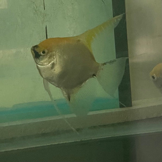 the-fish-farm Angel Fish Angelfish Breeding Pair - These Only - Two Fish - Pair 1 Buy a Breeding Pair of Angel Fish from The Fish Farm 
