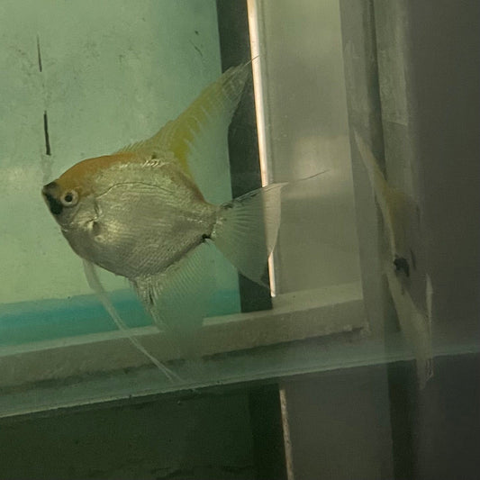 the-fish-farm Angel Fish Angelfish Breeding Pair - These Only - Two Fish - Pair 1 Buy a Breeding Pair of Angel Fish from The Fish Farm 