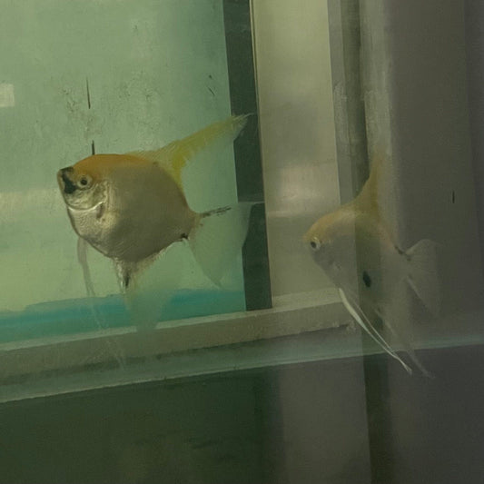 the-fish-farm Angel Fish Angelfish Breeding Pair - These Only - Two Fish - Pair 1 Buy a Breeding Pair of Angel Fish from The Fish Farm 