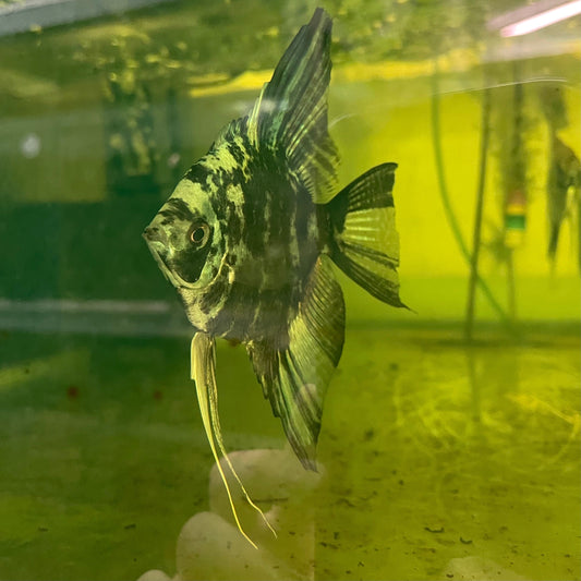 the-fish-farm Angel Fish Angelfish Breeding Pair - These Only - Two Fish - Pair 1 Buy a Breeding Pair of Angel Fish from The Fish Farm 