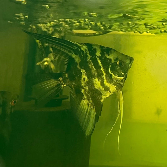 the-fish-farm Angel Fish Angelfish Breeding Pair - These Only - Two Fish - Pair 1 Buy a Breeding Pair of Angel Fish from The Fish Farm 