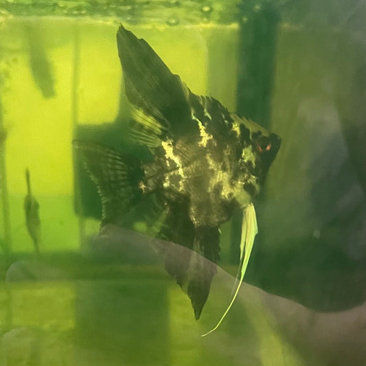 the-fish-farm Angel Fish Angelfish Breeding Pair - These Only - Two Fish - Pair 1 Buy a Breeding Pair of Angel Fish from The Fish Farm 