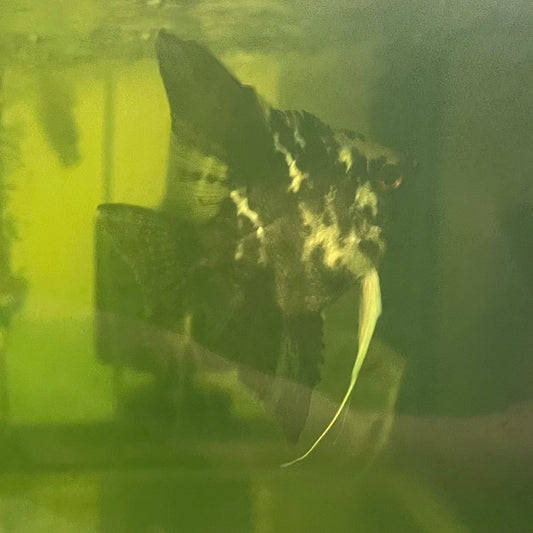 the-fish-farm Angel Fish Angelfish Breeding Pair - These Only - Two Fish - Pair 1 Buy a Breeding Pair of Angel Fish from The Fish Farm 