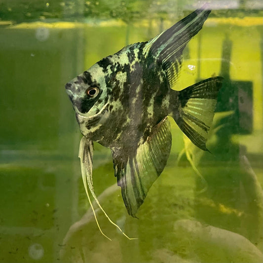 the-fish-farm Angel Fish Angelfish Breeding Pair - These Only - Two Fish - Pair 1 Buy a Breeding Pair of Angel Fish from The Fish Farm 