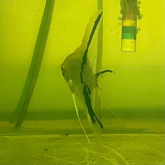 the-fish-farm Angel Fish Angelfish Breeding Pair - These Only - Two Fish - Pair 1 Buy a Breeding Pair of Angel Fish from The Fish Farm 