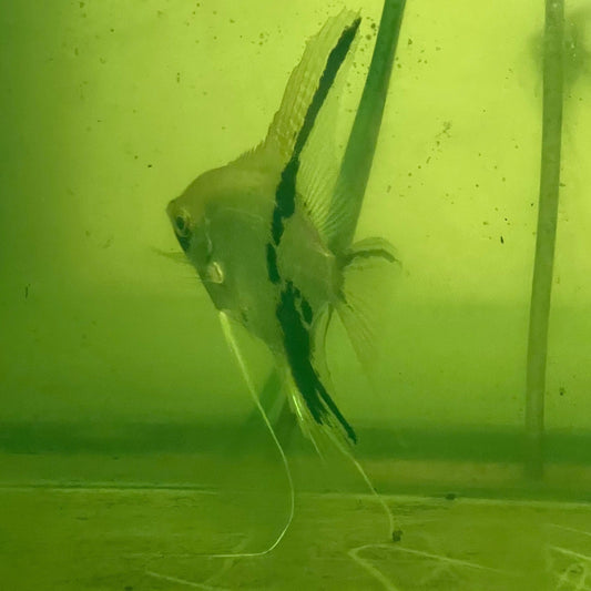 the-fish-farm Angel Fish Angelfish Breeding Pair - These Only - Two Fish - Pair 1 Buy a Breeding Pair of Angel Fish from The Fish Farm 