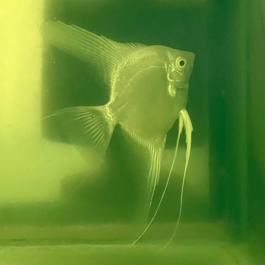 the-fish-farm Angel Fish Angelfish Breeding Pair - These Only - Two Fish - Pair 1 Buy a Breeding Pair of Angel Fish from The Fish Farm 