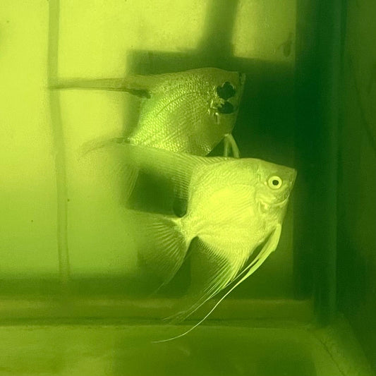 the-fish-farm Angel Fish Angelfish Breeding Pair - These Only - Two Fish - Pair 1 Buy a Breeding Pair of Angel Fish from The Fish Farm 