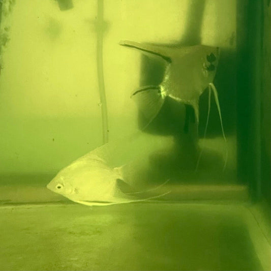 the-fish-farm Angel Fish Angelfish Breeding Pair - These Only - Two Fish - Pair 1 Buy a Breeding Pair of Angel Fish from The Fish Farm 
