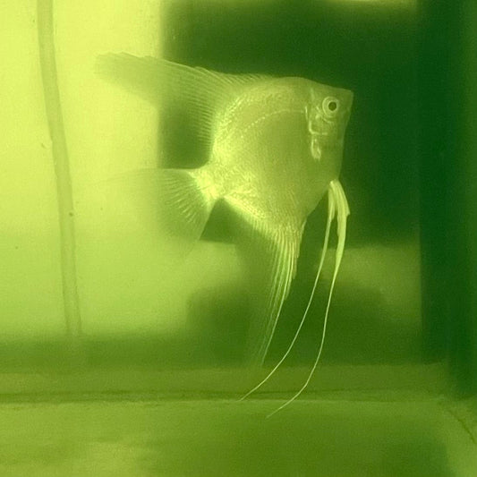 the-fish-farm Angel Fish Angelfish Breeding Pair - These Only - Two Fish - Pair 1 Buy a Breeding Pair of Angel Fish from The Fish Farm 