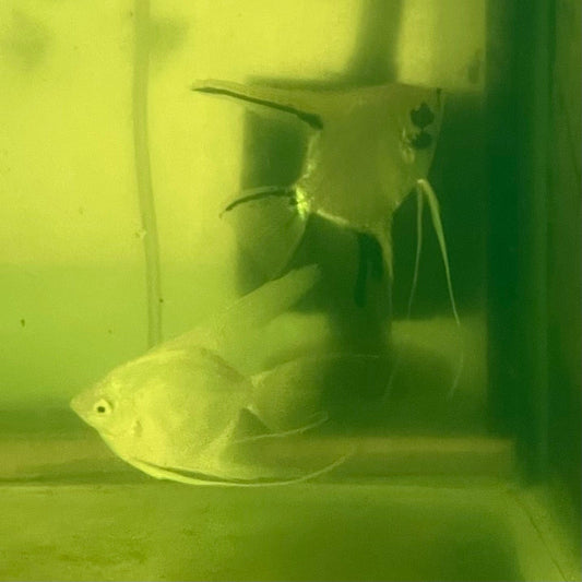 the-fish-farm Angel Fish Angelfish Breeding Pair - These Only - Two Fish - Pair 1 Buy a Breeding Pair of Angel Fish from The Fish Farm 