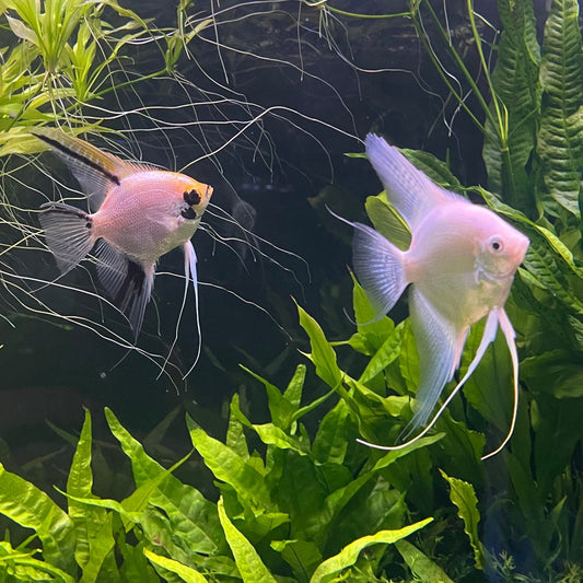 the-fish-farm Angel Fish Angelfish Breeding Pair - These Only - Two Fish - Pair 1 Buy a Breeding Pair of Angel Fish from The Fish Farm 