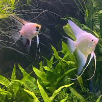 the-fish-farm Angel Fish Angelfish Breeding Pair - These Only - Two Fish - Pair 1 Buy a Breeding Pair of Angel Fish from The Fish Farm 