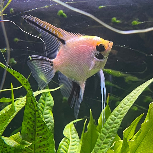 the-fish-farm Angel Fish Angelfish Breeding Pair - These Only - Two Fish - Pair 1 Buy a Breeding Pair of Angel Fish from The Fish Farm 