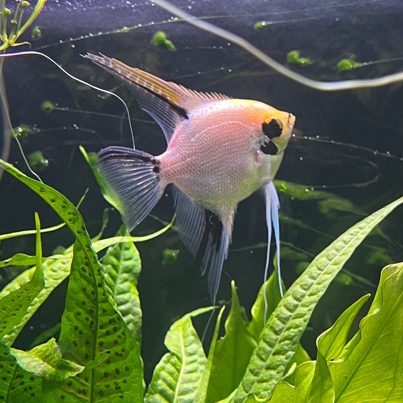 the-fish-farm Angel Fish Angelfish Breeding Pair - These Only - Two Fish - Pair 1 Buy a Breeding Pair of Angel Fish from The Fish Farm 