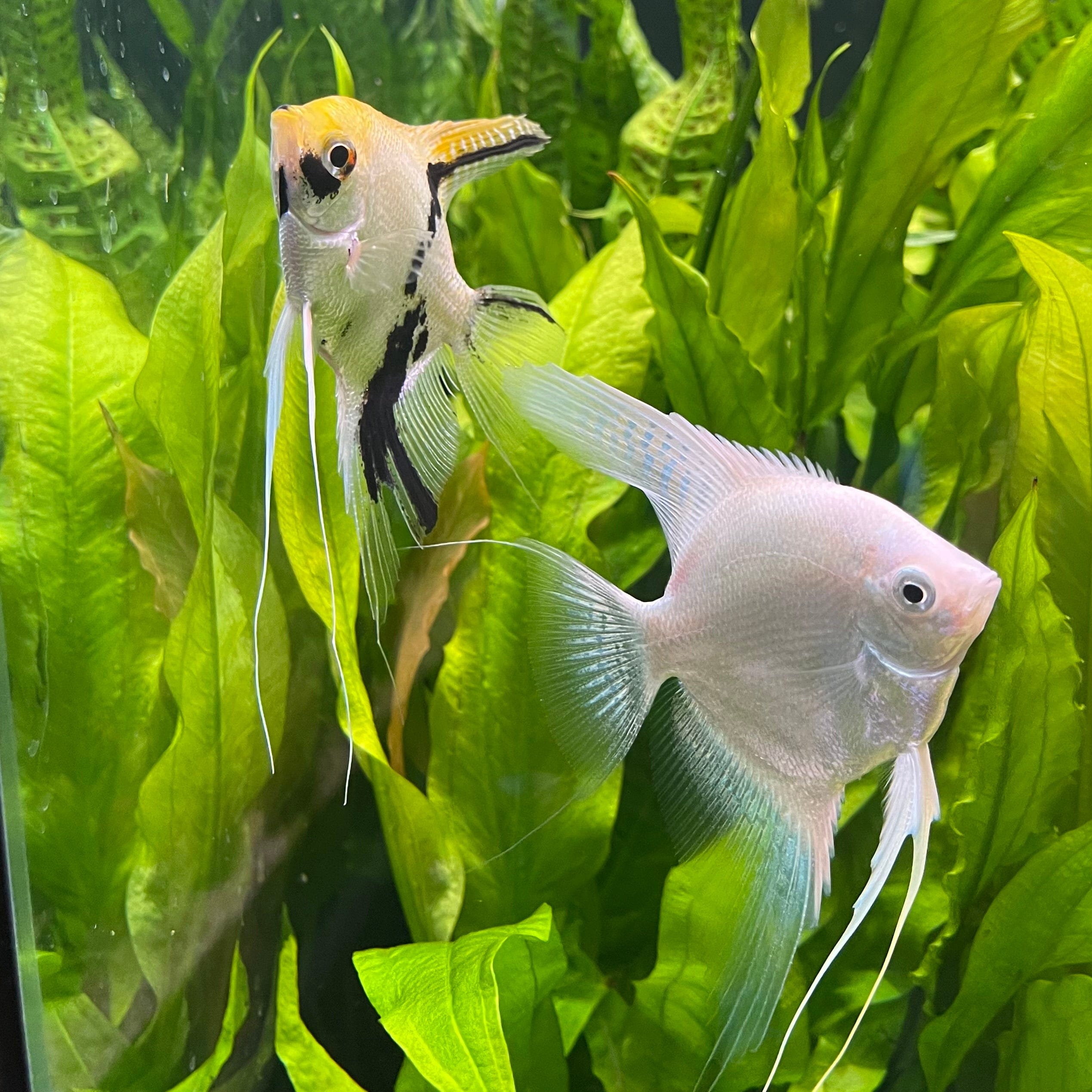 the-fish-farm Angel Fish Angelfish Breeding Pair - These Only - Two Fish - Pair 1 Buy a Breeding Pair of Angel Fish from The Fish Farm 