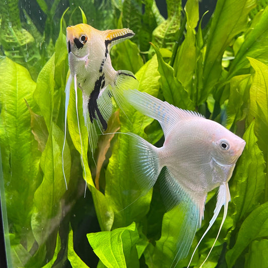 the-fish-farm Angel Fish Angelfish Breeding Pair - These Only - Two Fish - Pair 1 Buy a Breeding Pair of Angel Fish from The Fish Farm 