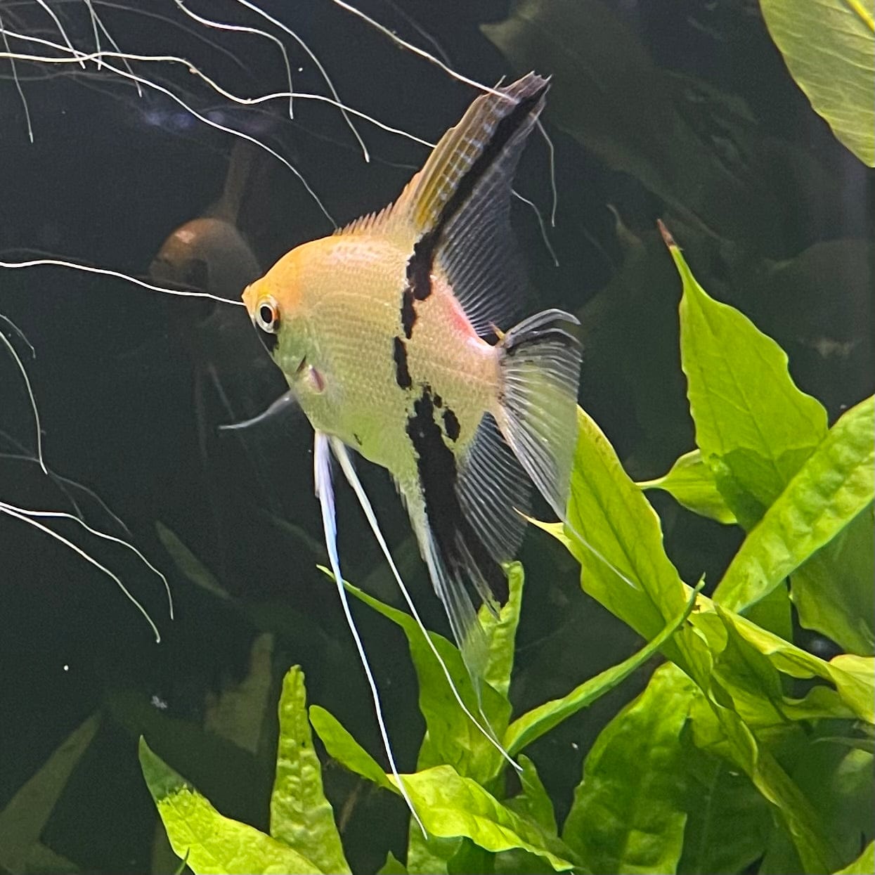 the-fish-farm Angel Fish Angelfish Breeding Pair - These Only - Two Fish - Pair 1 Buy a Breeding Pair of Angel Fish from The Fish Farm 