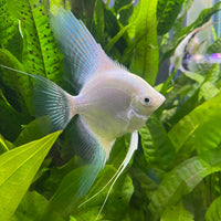 the-fish-farm Angel Fish Angelfish Breeding Pair - These Only - Two Fish - Pair 1 Buy a Breeding Pair of Angel Fish from The Fish Farm 