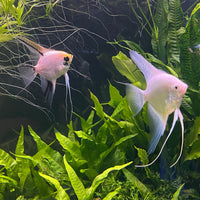 the-fish-farm Angel Fish Angelfish Breeding Pair - These Only - Two Fish - Pair 1 Buy a Breeding Pair of Angel Fish from The Fish Farm 