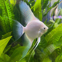 the-fish-farm Angel Fish Angelfish Breeding Pair - These Only - Two Fish - Pair 1 Buy a Breeding Pair of Angel Fish from The Fish Farm 