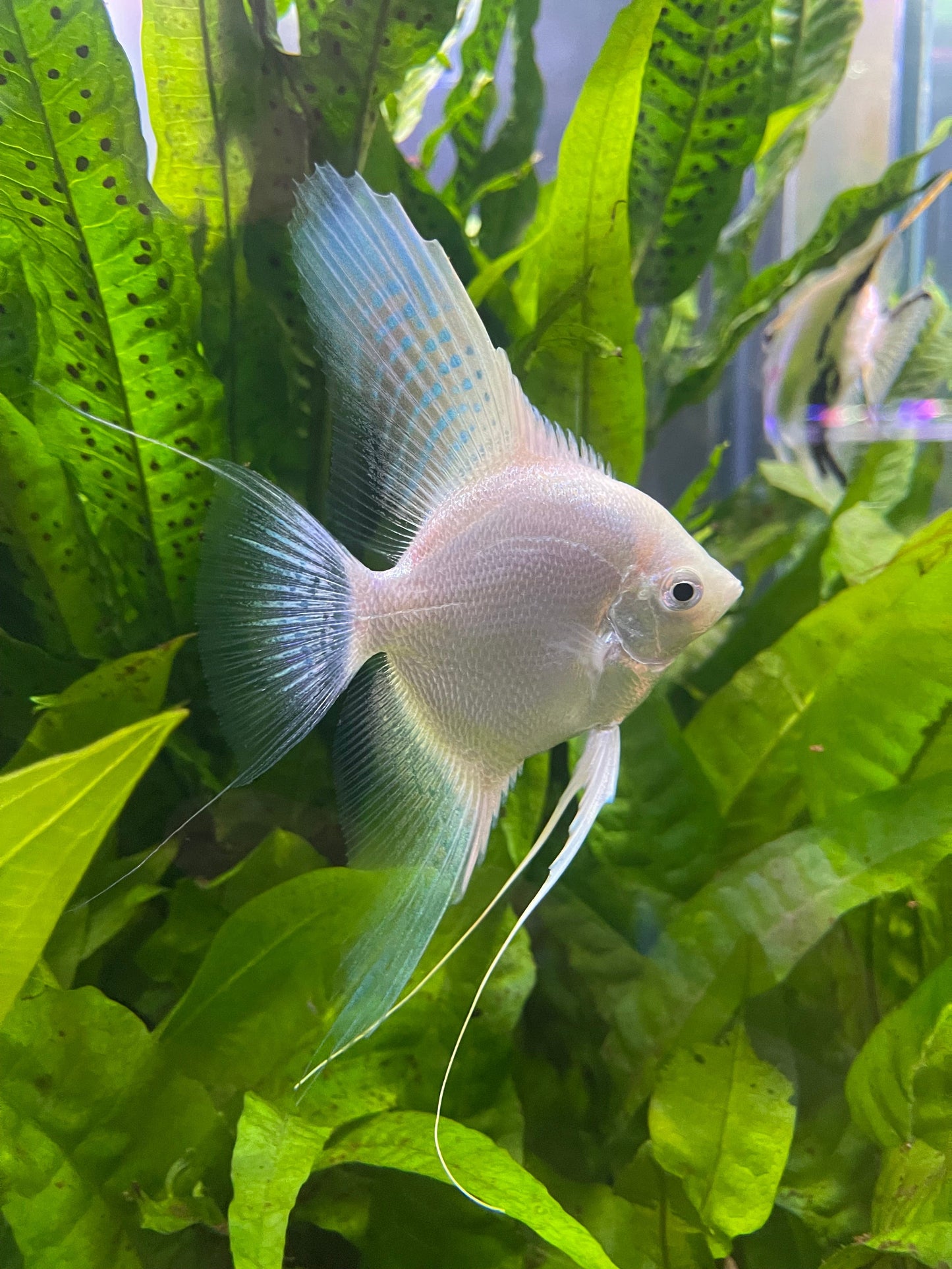 the-fish-farm Angel Fish Angelfish Breeding Pair - These Only - Two Fish - Pair 1 Buy a Breeding Pair of Angel Fish from The Fish Farm 