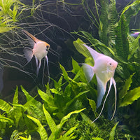 the-fish-farm Angel Fish Angelfish Breeding Pair - These Only - Two Fish - Pair 1 Buy a Breeding Pair of Angel Fish from The Fish Farm 