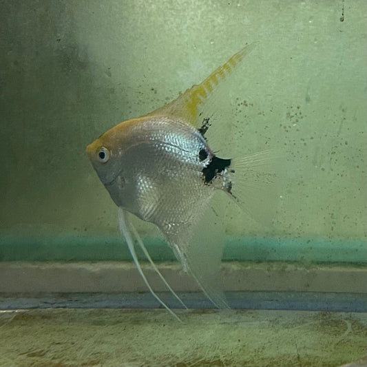 the-fish-farm Angel Fish Angelfish Breeding Pair - These Only - Two Fish - Pair 2 Buy a Breeding Pair of Angel Fish from The Fish Farm 