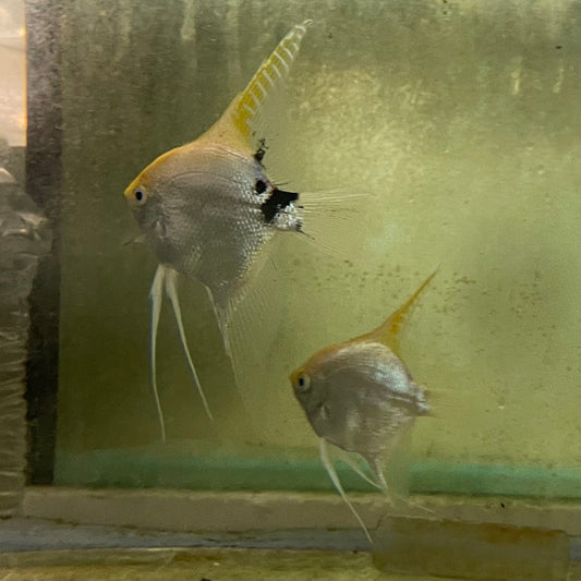 the-fish-farm Angel Fish Angelfish Breeding Pair - These Only - Two Fish - Pair 2 Buy a Breeding Pair of Angel Fish from The Fish Farm 