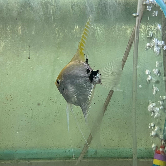 the-fish-farm Angel Fish Angelfish Breeding Pair - These Only - Two Fish - Pair 2 Buy a Breeding Pair of Angel Fish from The Fish Farm 