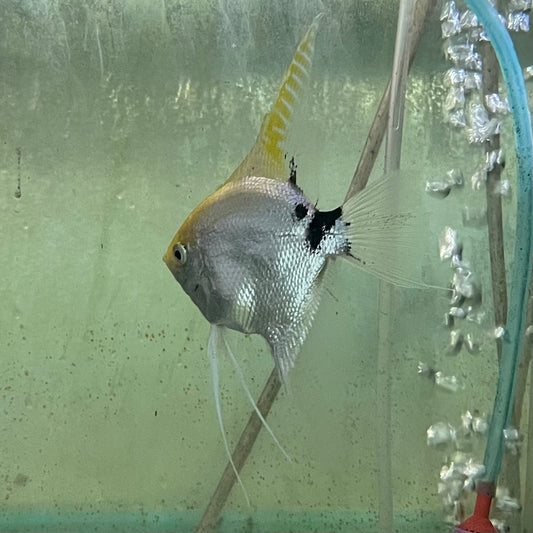 the-fish-farm Angel Fish Angelfish Breeding Pair - These Only - Two Fish - Pair 2 Buy a Breeding Pair of Angel Fish from The Fish Farm 