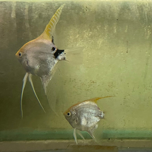 the-fish-farm Angel Fish Angelfish Breeding Pair - These Only - Two Fish - Pair 2 Buy a Breeding Pair of Angel Fish from The Fish Farm 