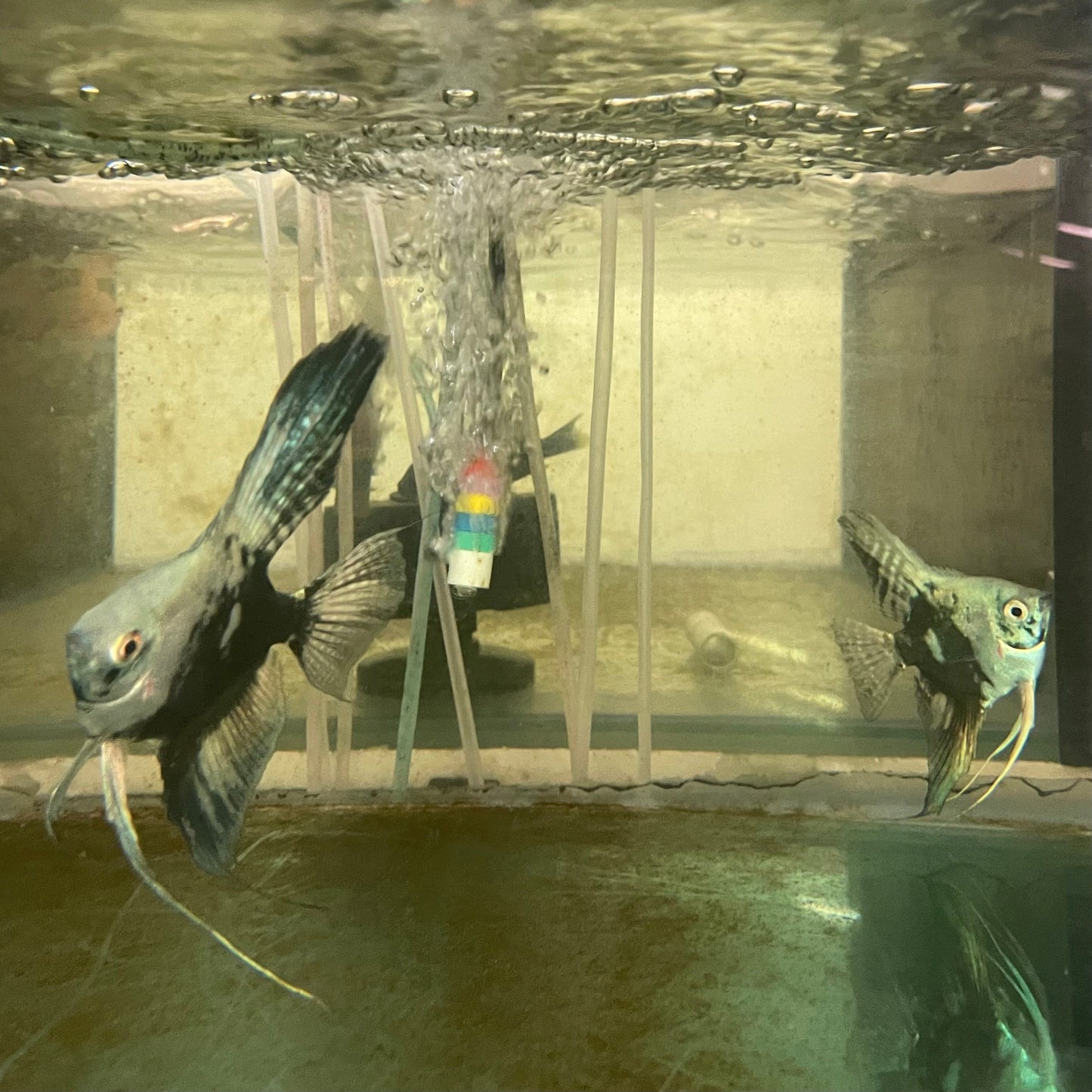 the-fish-farm Angel Fish Angelfish Breeding Pair - These Only - Two Fish - Pair 2 Buy a Breeding Pair of Angel Fish from The Fish Farm 