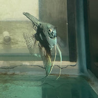 the-fish-farm Angel Fish Angelfish Breeding Pair - These Only - Two Fish - Pair 2 Buy a Breeding Pair of Angel Fish from The Fish Farm 