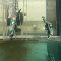 the-fish-farm Angel Fish Angelfish Breeding Pair - These Only - Two Fish - Pair 2 Buy a Breeding Pair of Angel Fish from The Fish Farm 