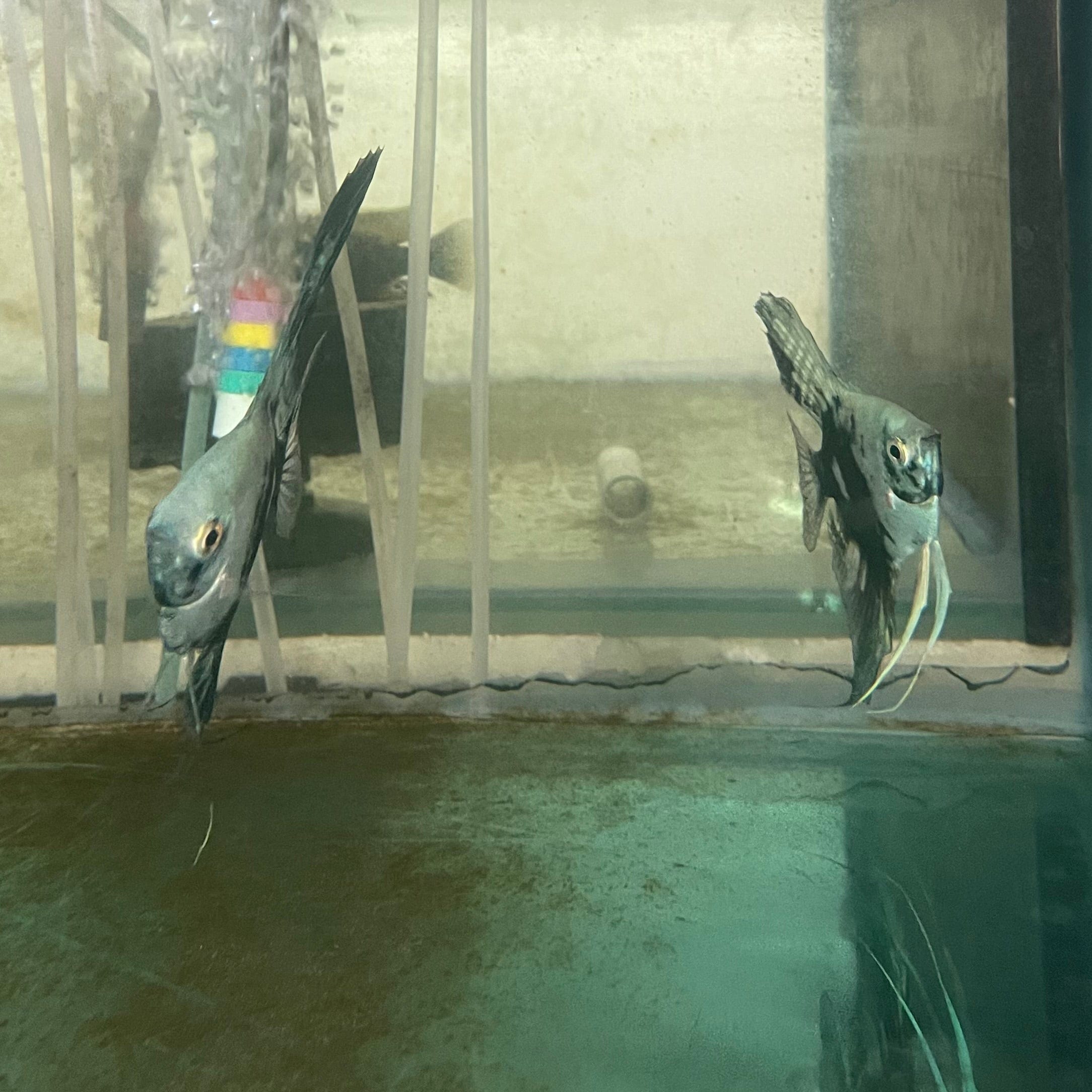 the-fish-farm Angel Fish Angelfish Breeding Pair - These Only - Two Fish - Pair 2 Buy a Breeding Pair of Angel Fish from The Fish Farm 