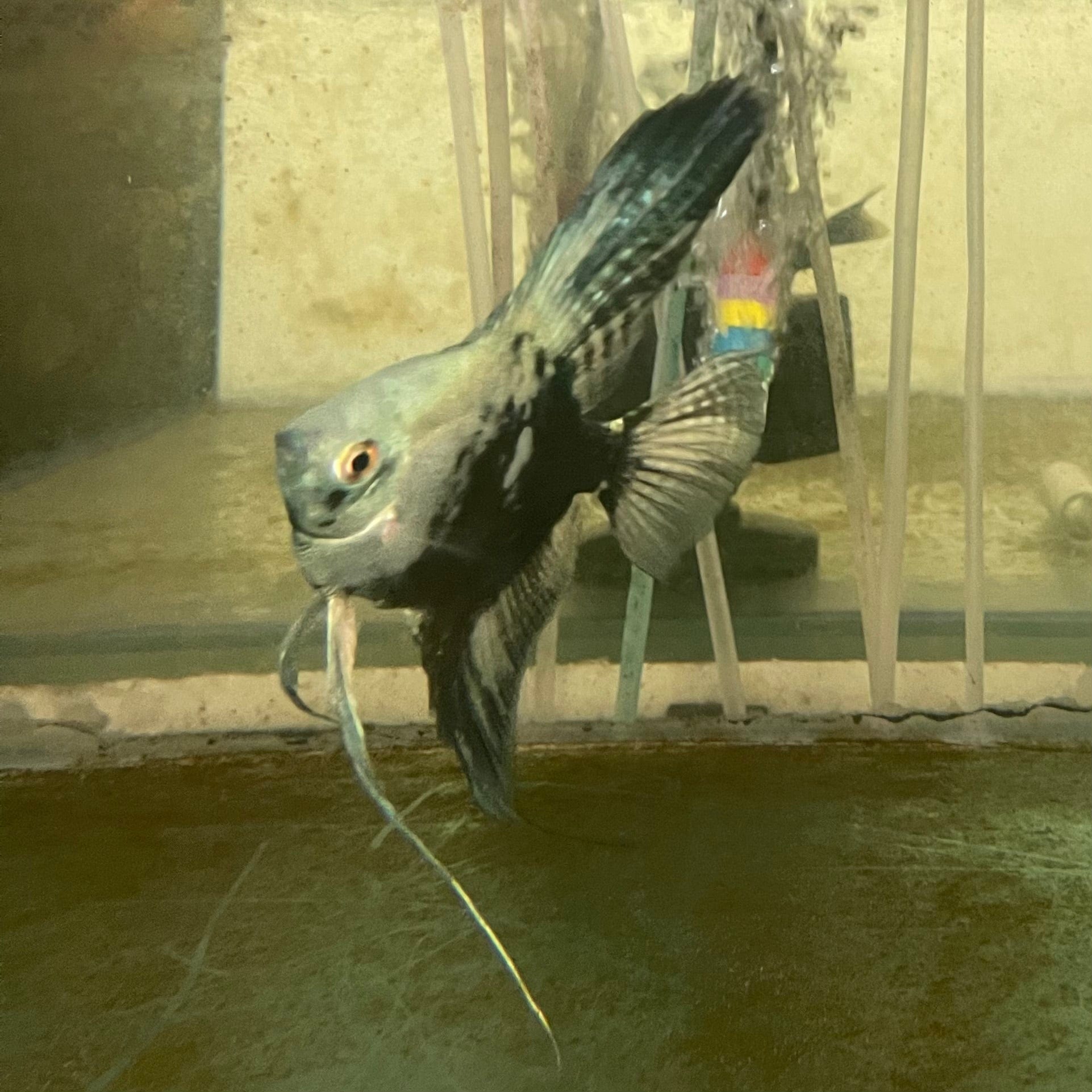 the-fish-farm Angel Fish Angelfish Breeding Pair - These Only - Two Fish - Pair 2 Buy a Breeding Pair of Angel Fish from The Fish Farm 