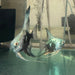 the-fish-farm Angel Fish Angelfish Breeding Pair - These Only - Two Fish - Pair 2 Buy a Breeding Pair of Angel Fish from The Fish Farm 