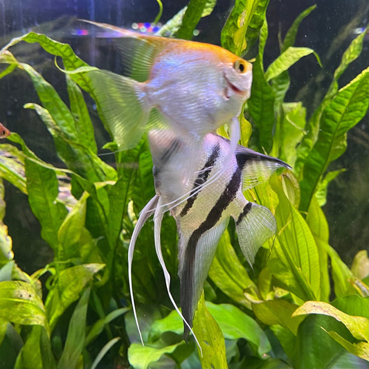 the-fish-farm Angel Fish Angelfish Breeding Pair - These Only - Two Fish - Pair 2 Buy a Breeding Pair of Angel Fish from The Fish Farm 