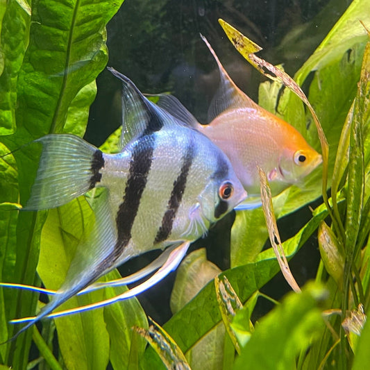 the-fish-farm Angel Fish Angelfish Breeding Pair - These Only - Two Fish - Pair 2 Buy a Breeding Pair of Angel Fish from The Fish Farm 