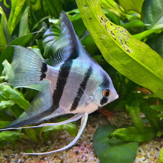 the-fish-farm Angel Fish Angelfish Breeding Pair - These Only - Two Fish - Pair 2 Buy a Breeding Pair of Angel Fish from The Fish Farm 