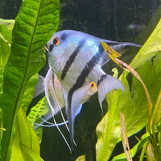 the-fish-farm Angel Fish Angelfish Breeding Pair - These Only - Two Fish - Pair 2 Buy a Breeding Pair of Angel Fish from The Fish Farm 