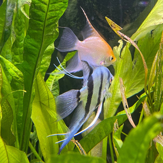 the-fish-farm Angel Fish Angelfish Breeding Pair - These Only - Two Fish - Pair 2 Buy a Breeding Pair of Angel Fish from The Fish Farm 