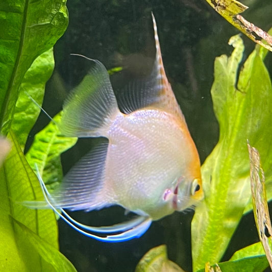 the-fish-farm Angel Fish Angelfish Breeding Pair - These Only - Two Fish - Pair 2 Buy a Breeding Pair of Angel Fish from The Fish Farm 