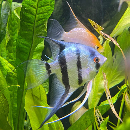 the-fish-farm Angel Fish Angelfish Breeding Pair - These Only - Two Fish - Pair 2 Buy a Breeding Pair of Angel Fish from The Fish Farm 