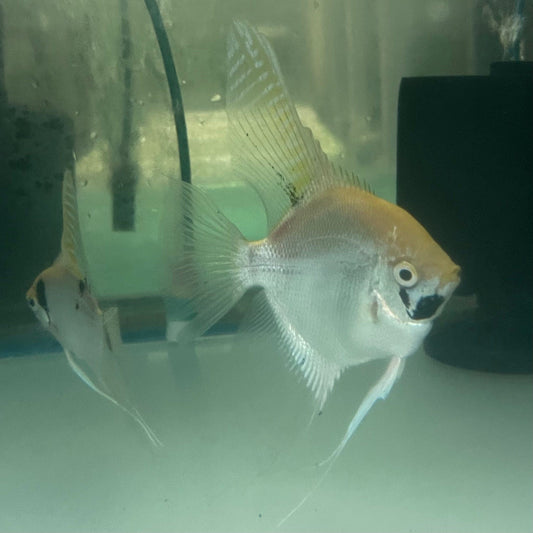 the-fish-farm Angel Fish Angelfish Breeding Pair - These Only - Two Fish - Pair 3 Buy a Breeding Pair of Angel Fish from The Fish Farm 
