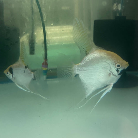 the-fish-farm Angel Fish Angelfish Breeding Pair - These Only - Two Fish - Pair 3 Buy a Breeding Pair of Angel Fish from The Fish Farm 
